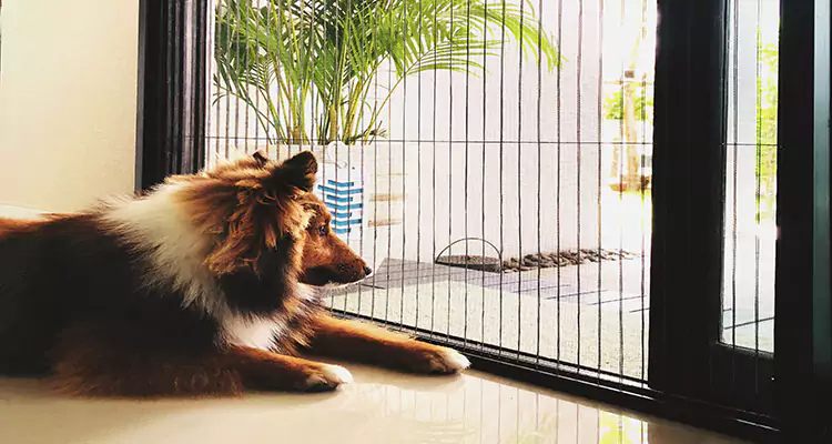 Sliding Screen Pet Door Repair in San Rafael, CA