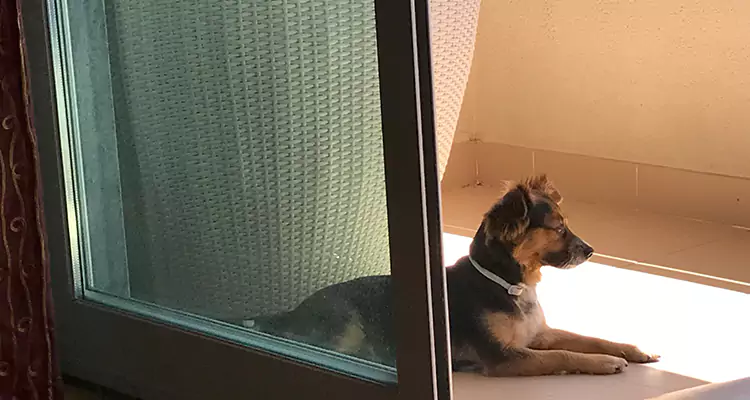 French Door Pet Screen Repair in San Rafael, CA